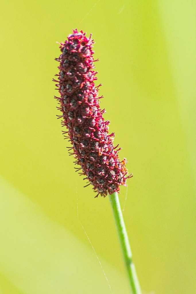 Eryngium ebracteatum