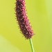 Eryngium ebracteatum - Photo 由 Roberto Godoy 所上傳的 (c) Roberto Godoy，保留部份權利CC BY-NC