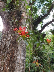 Aeschynanthus fulgens