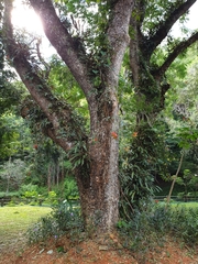 Aeschynanthus fulgens