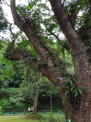 Aeschynanthus fulgens