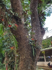 Aeschynanthus fulgens