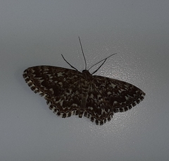 Scopula inscriptata