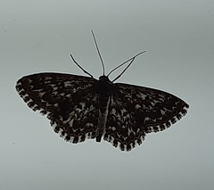 Scopula inscriptata