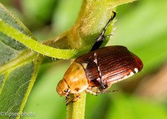 Anomala diversipennis