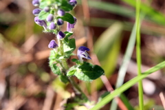 Scutellaria integrifolia