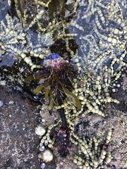 Pyura gibbosa