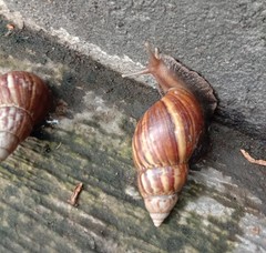 Lissachatina fulica
