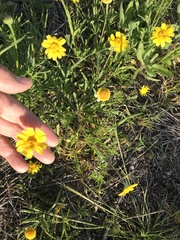 Tetraneuris linearifolia