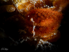 Madrella ferruginosa