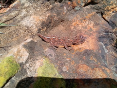 Agama aculeata distanti