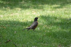 Turdus migratorius