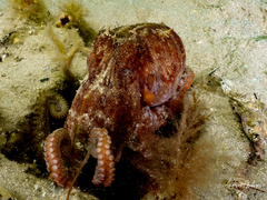 Octopus pallidus