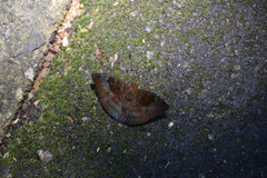 Euthalia monina monina