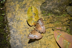 Euthalia monina monina