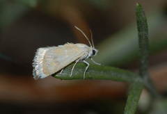 Tegostoma moeschleri
