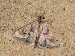 Tegostoma comparalis