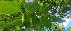 Cordia sulcata