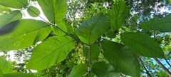 Cordia sulcata