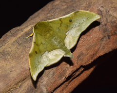 Plegapteryx anomalus