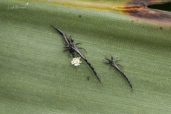 Tiarothrips subramanii