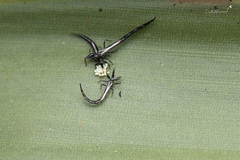 Tiarothrips subramanii