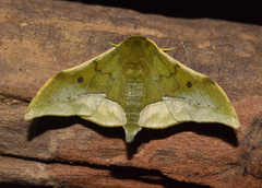 Plegapteryx anomalus