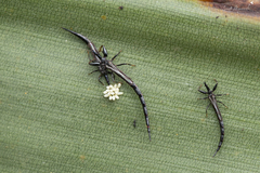 Tiarothrips subramanii
