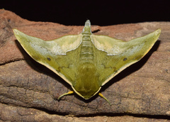 Plegapteryx anomalus