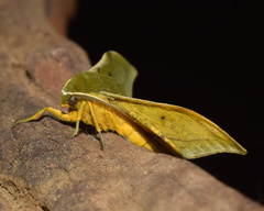 Plegapteryx anomalus
