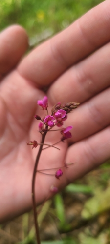 Image of Desmodium axillare by (c) ritirene, some rights reserved (CC BY)