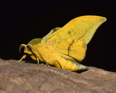 Plegapteryx anomalus