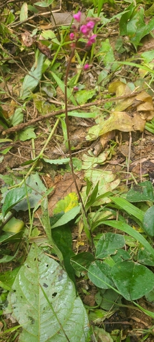 Image of Desmodium axillare by (c) ritirene, some rights reserved (CC BY)