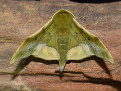 Plegapteryx anomalus