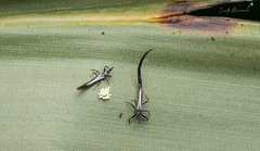 Tiarothrips subramanii