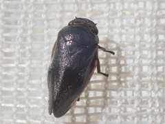 Cercopinae