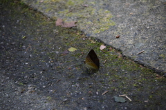 Euthalia monina monina