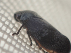 Cercopinae