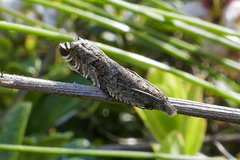 Ancylis unguicella