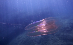 Leucothea multicornis