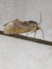 Gonodonta immacula