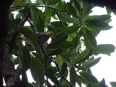 Zosterops erythropleurus