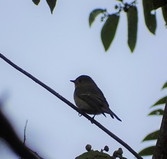 Ficedula mugimaki