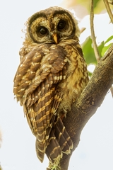Strix fulvescens