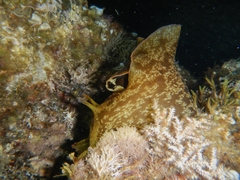 Aplysia depilans