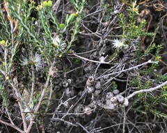 Melaleuca brevifolia