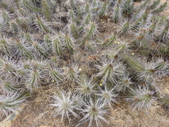 Eulychnia castanea