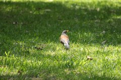 Turdus rufopalliatus