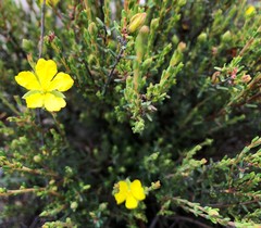 Hibbertia devitata