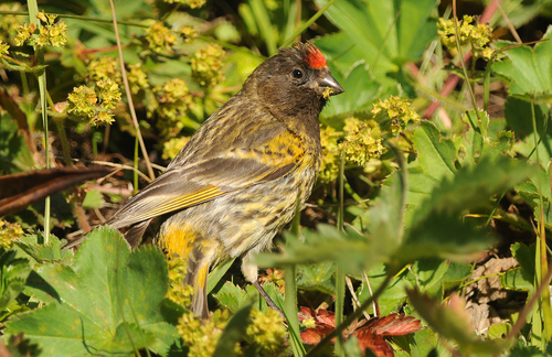 Fire-fronted Serin